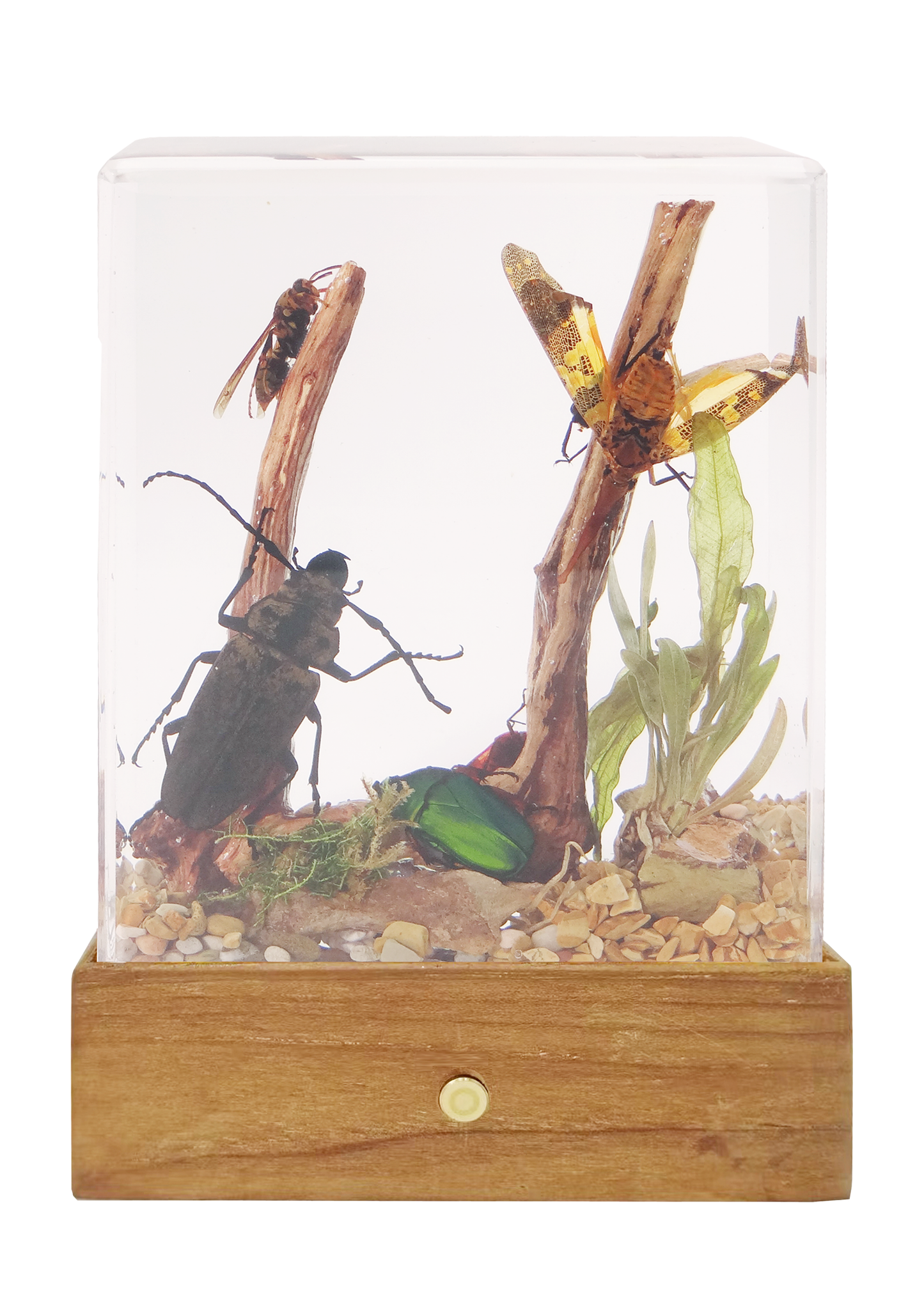 Acrylic Insects in Nature 100x50x122mm³