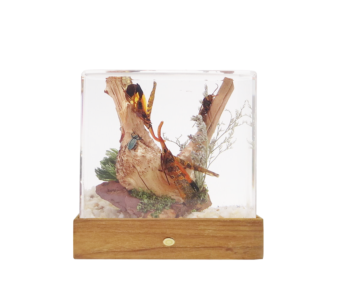 Acrylic Insects in Nature 70X50X122 mm³