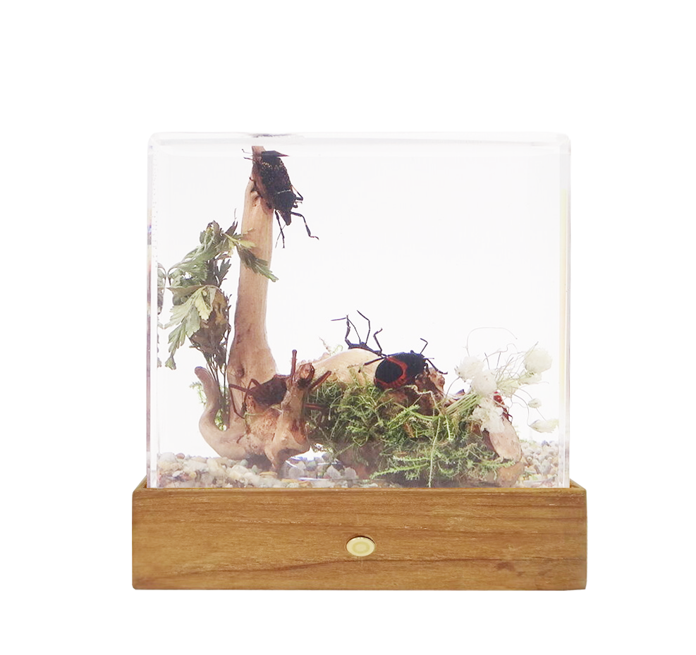 Acrylic Insects in Nature 70X50X122 mm³
