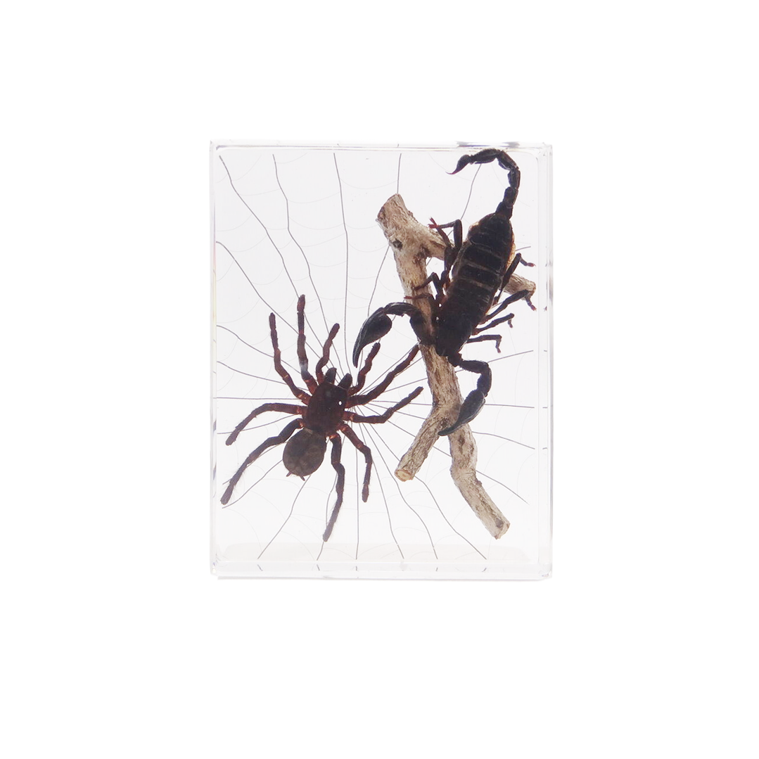 Acrylic Insects in Nature 135x105x30mm³
