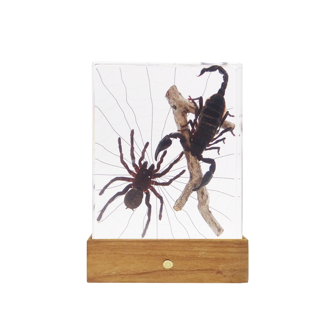 Acrylic Insects in Nature 135x105x30mm³