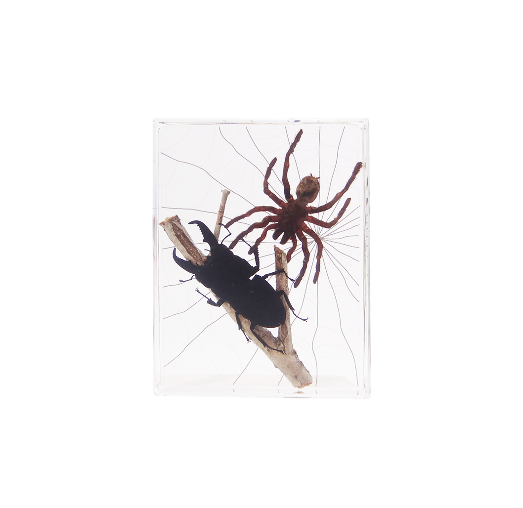 Acrylic Insects in Nature 135x105x30mm³