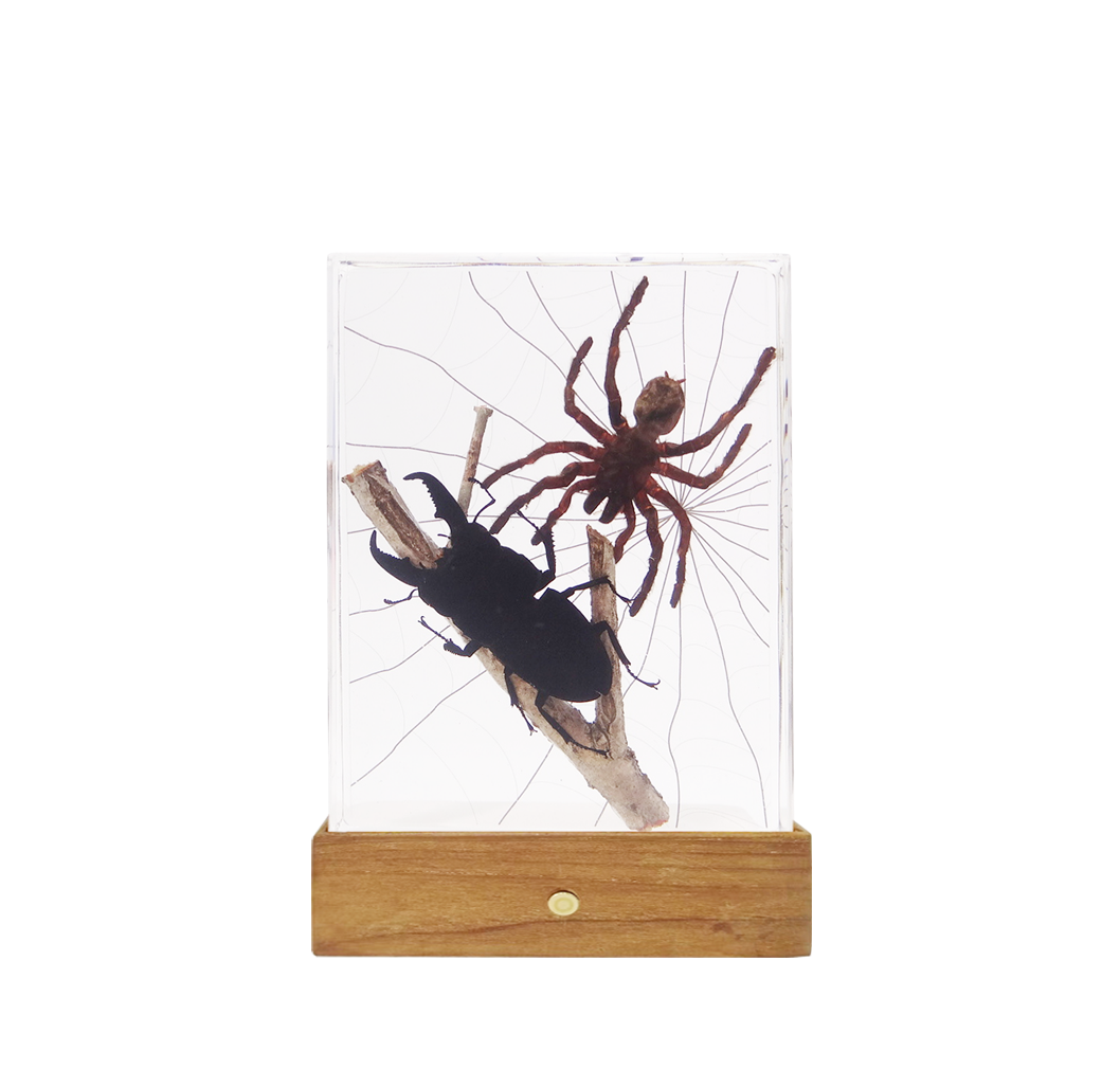 Acrylic Insects in Nature 135x105x30mm³