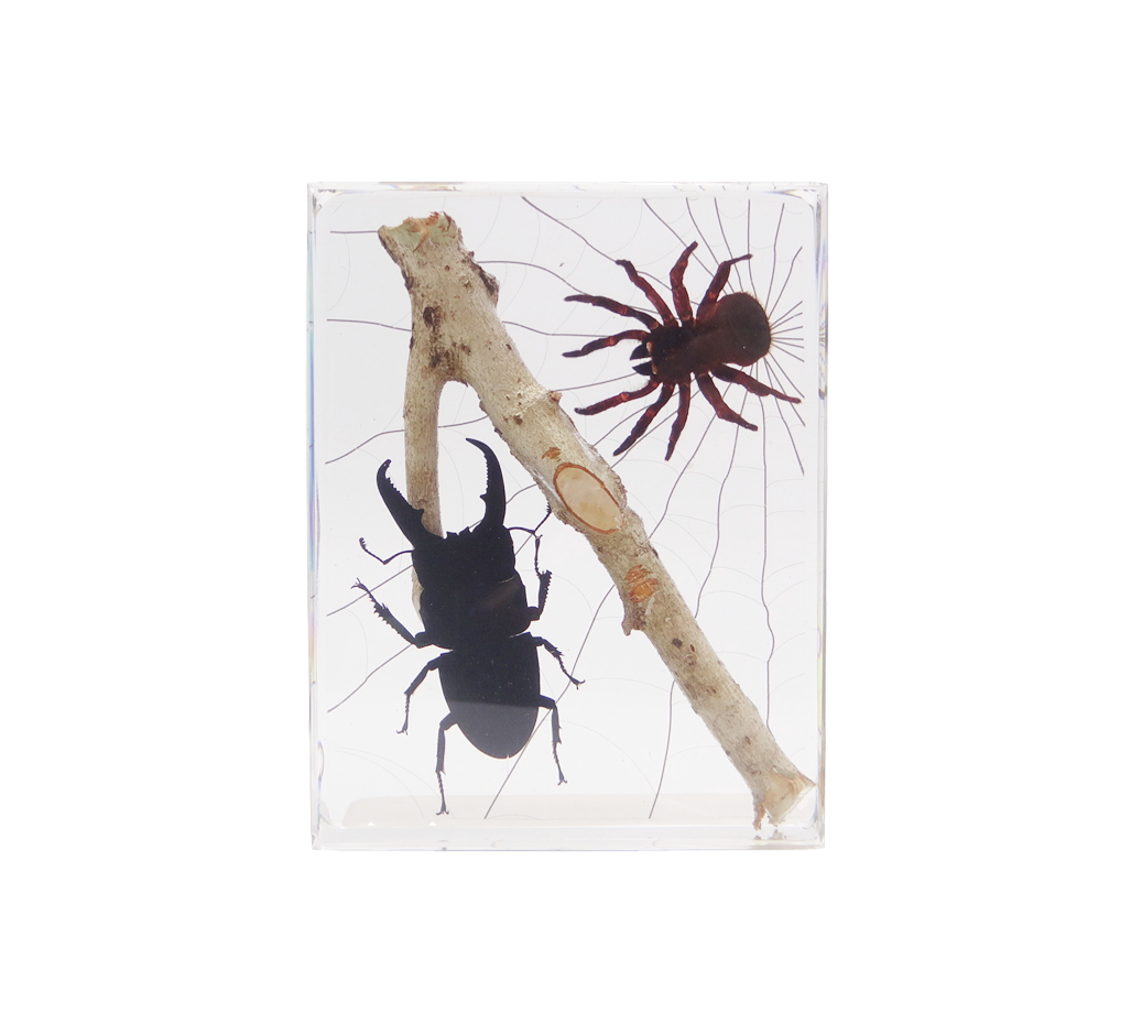 Acrylic Insects in Nature 135x105x30mm³