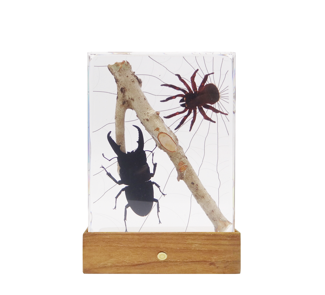 Acrylic Insects in Nature 135x105x30mm³
