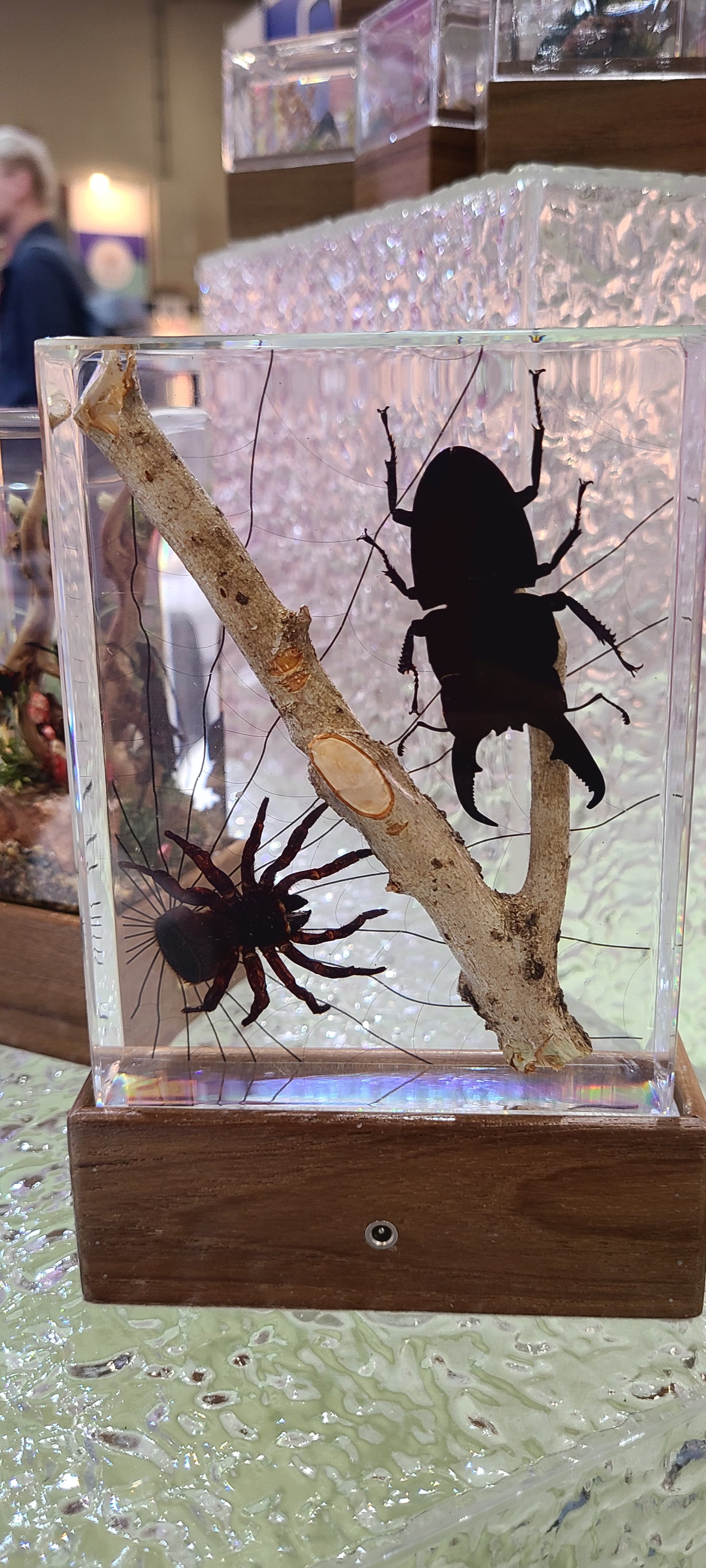 Acrylic Insects in Nature 135x105x30mm³