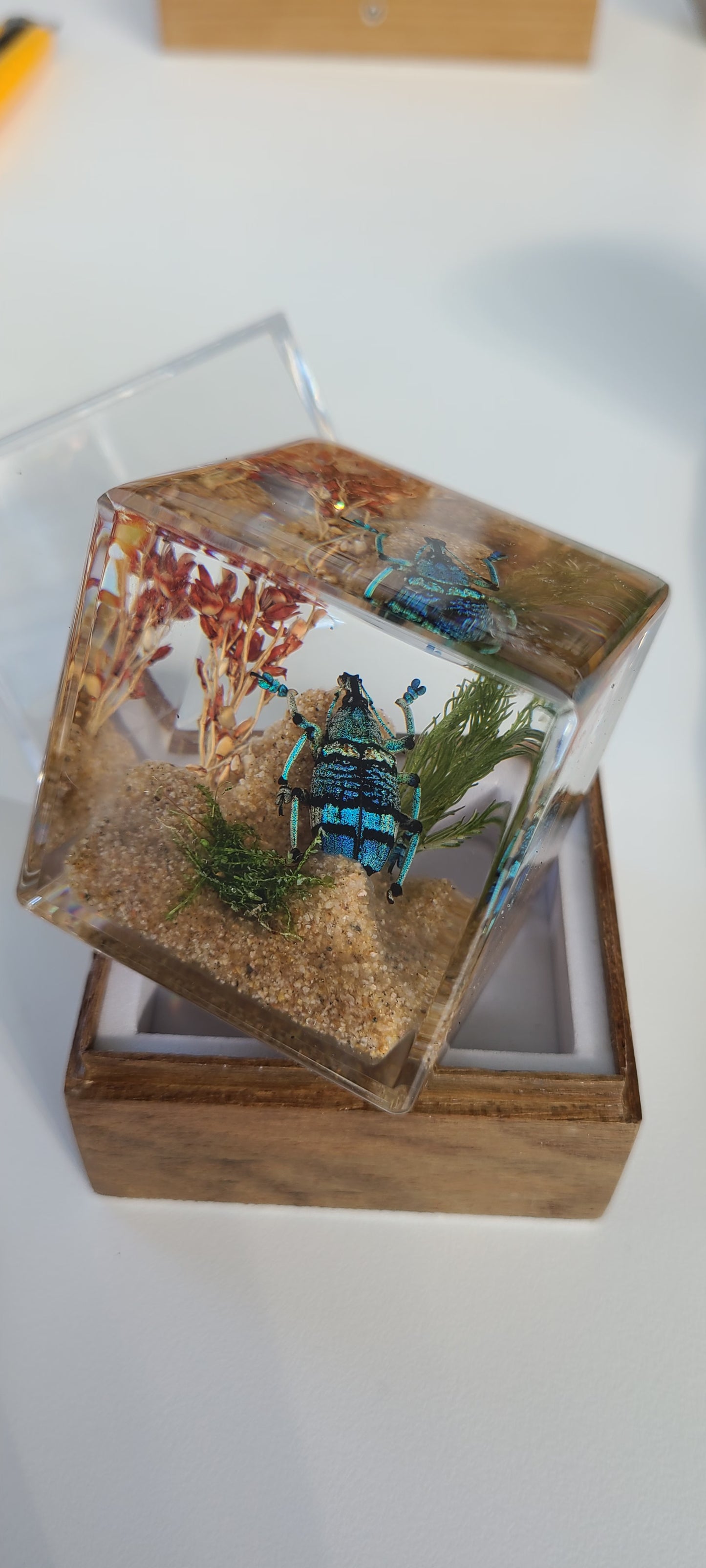 Acrylic Insects in Nature 50x50x50 mm³