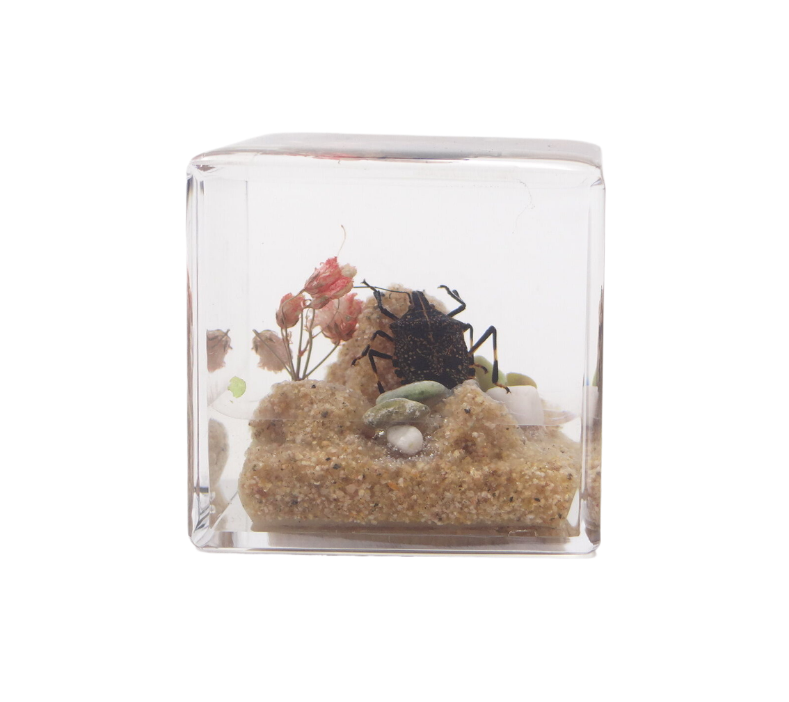 Acrylic Insects in Nature 50x50x50 mm³
