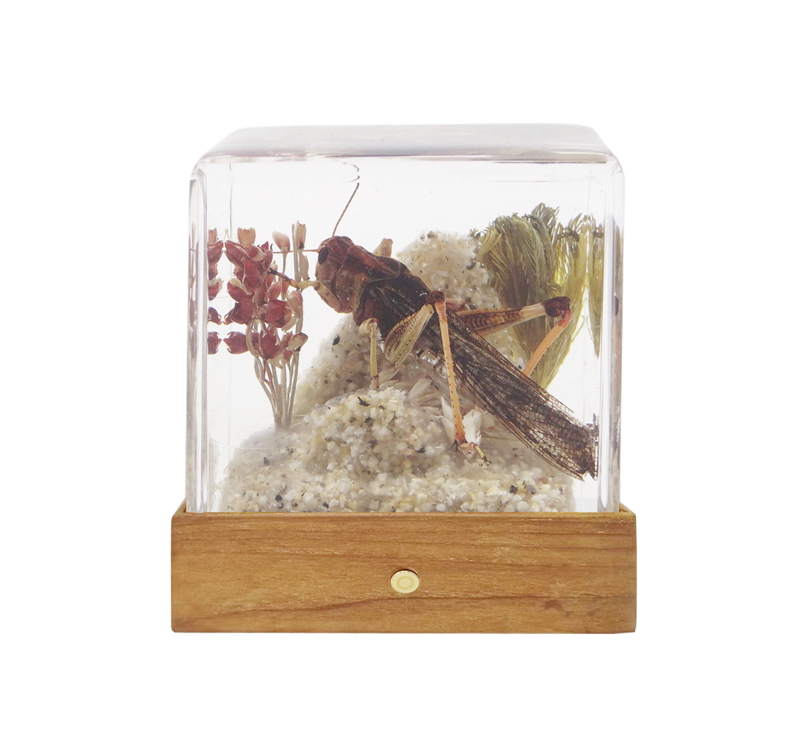 Acrylic Insects in Nature 50x50x50 mm³
