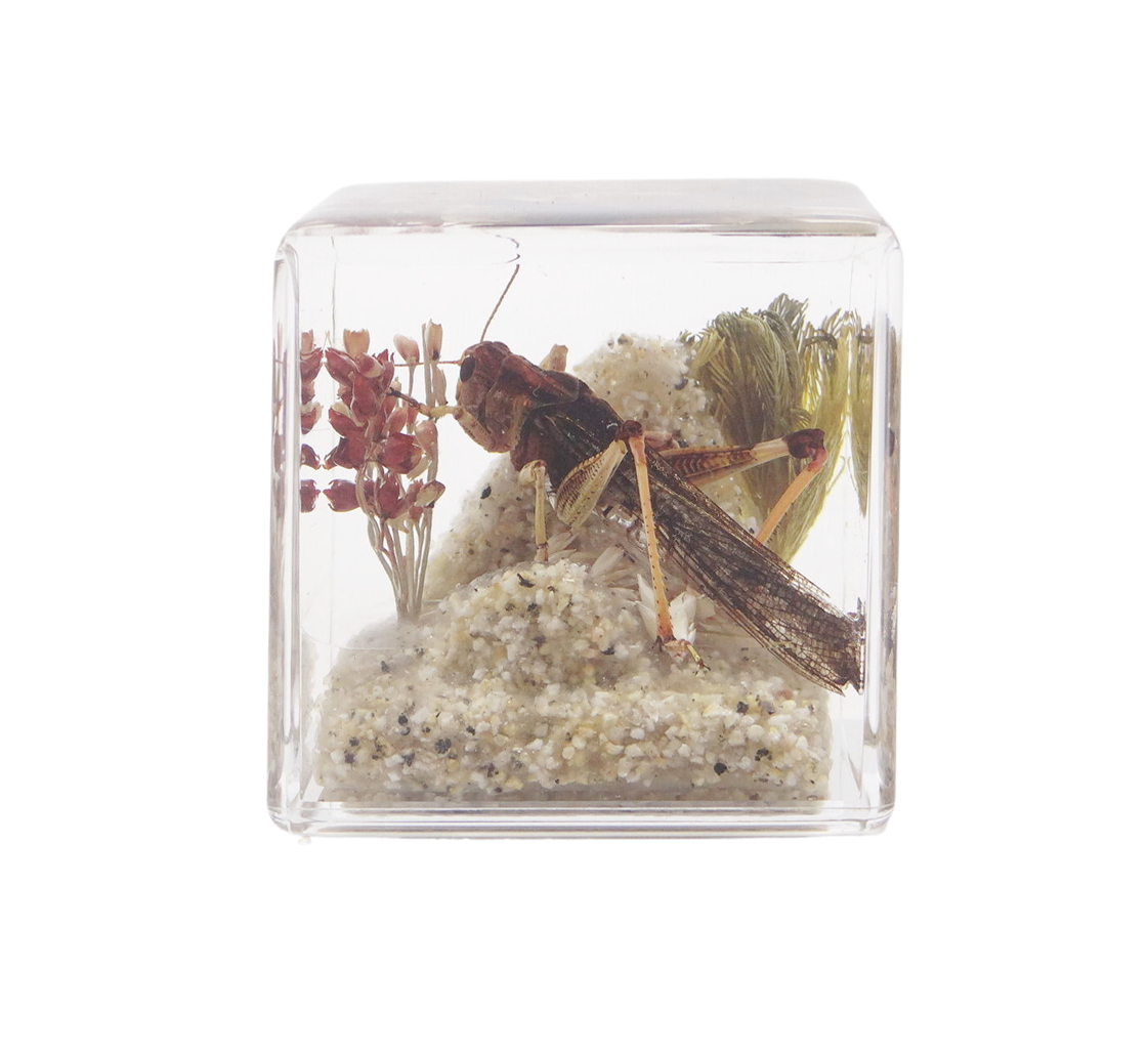 Acrylic Insects in Nature 50x50x50 mm³