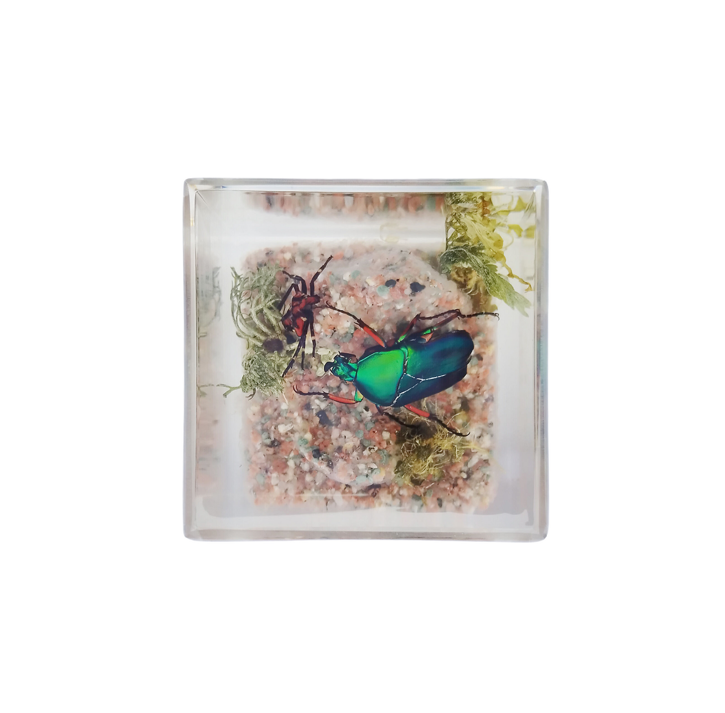 Acrylic Insects in Nature 50x50x50 mm³