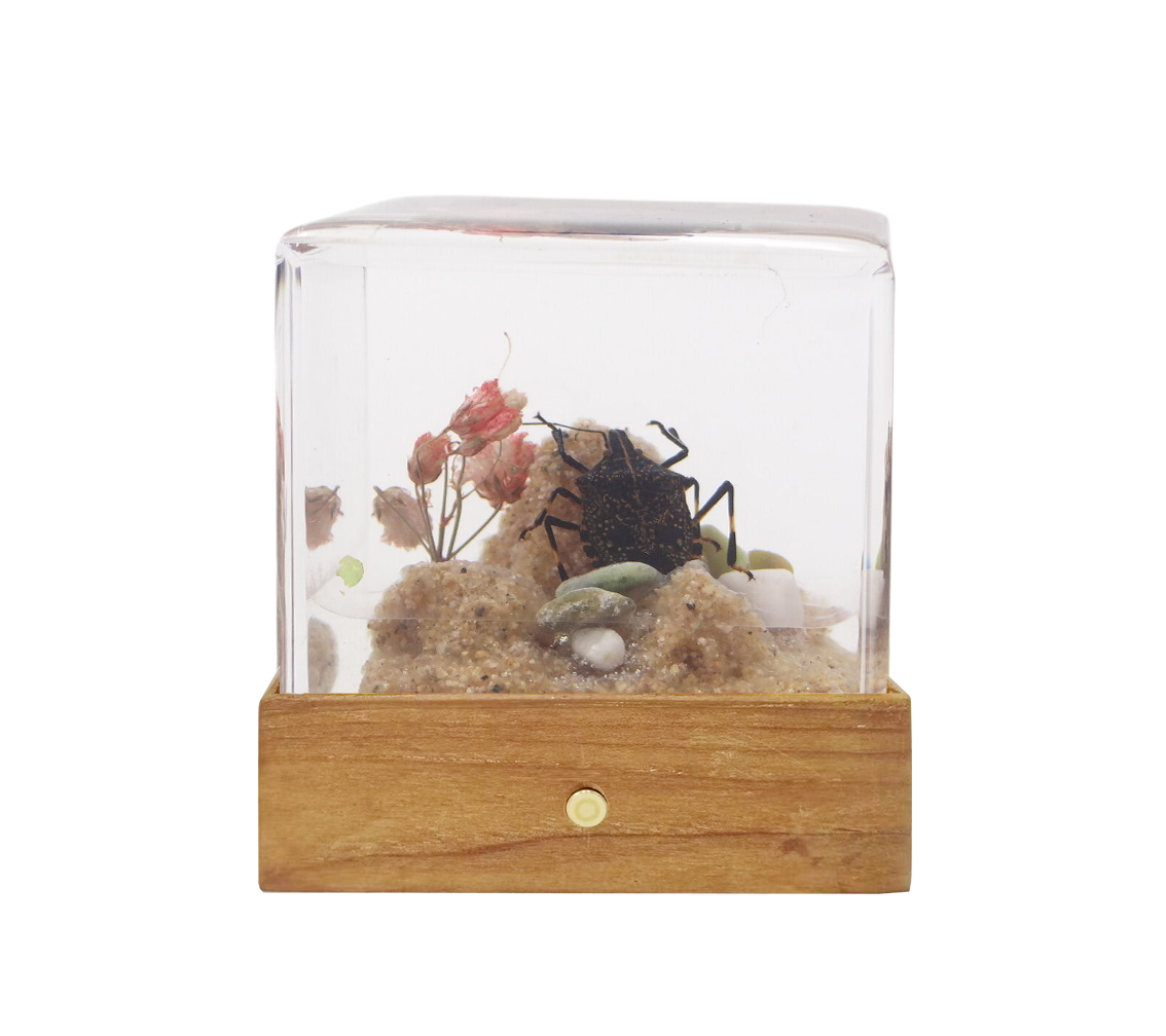 Acrylic Insects in Nature 50x50x50 mm³