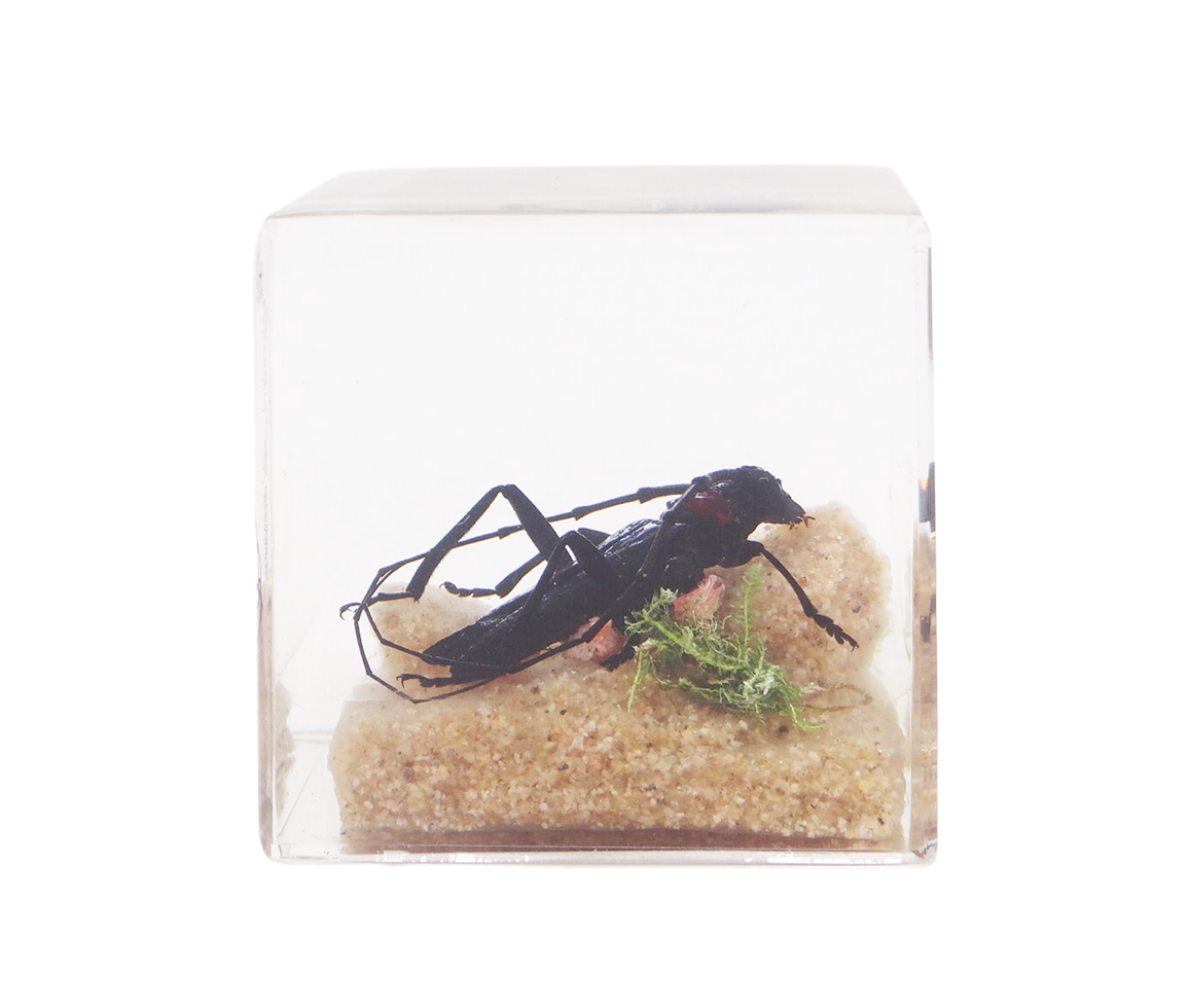 Acrylic Insects in Nature 50x50x50 mm³