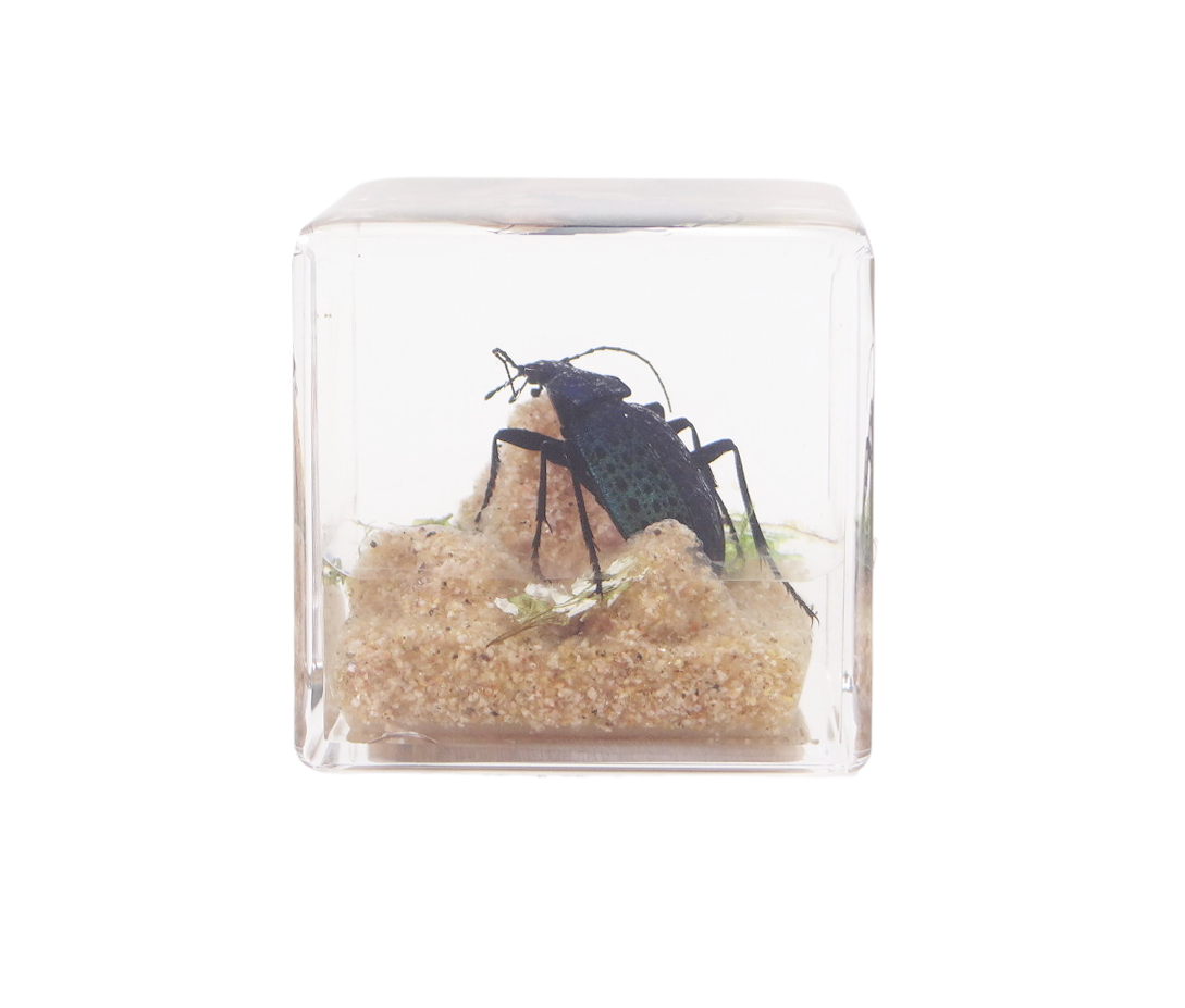 Acrylic Insects in Nature 50x50x50 mm³