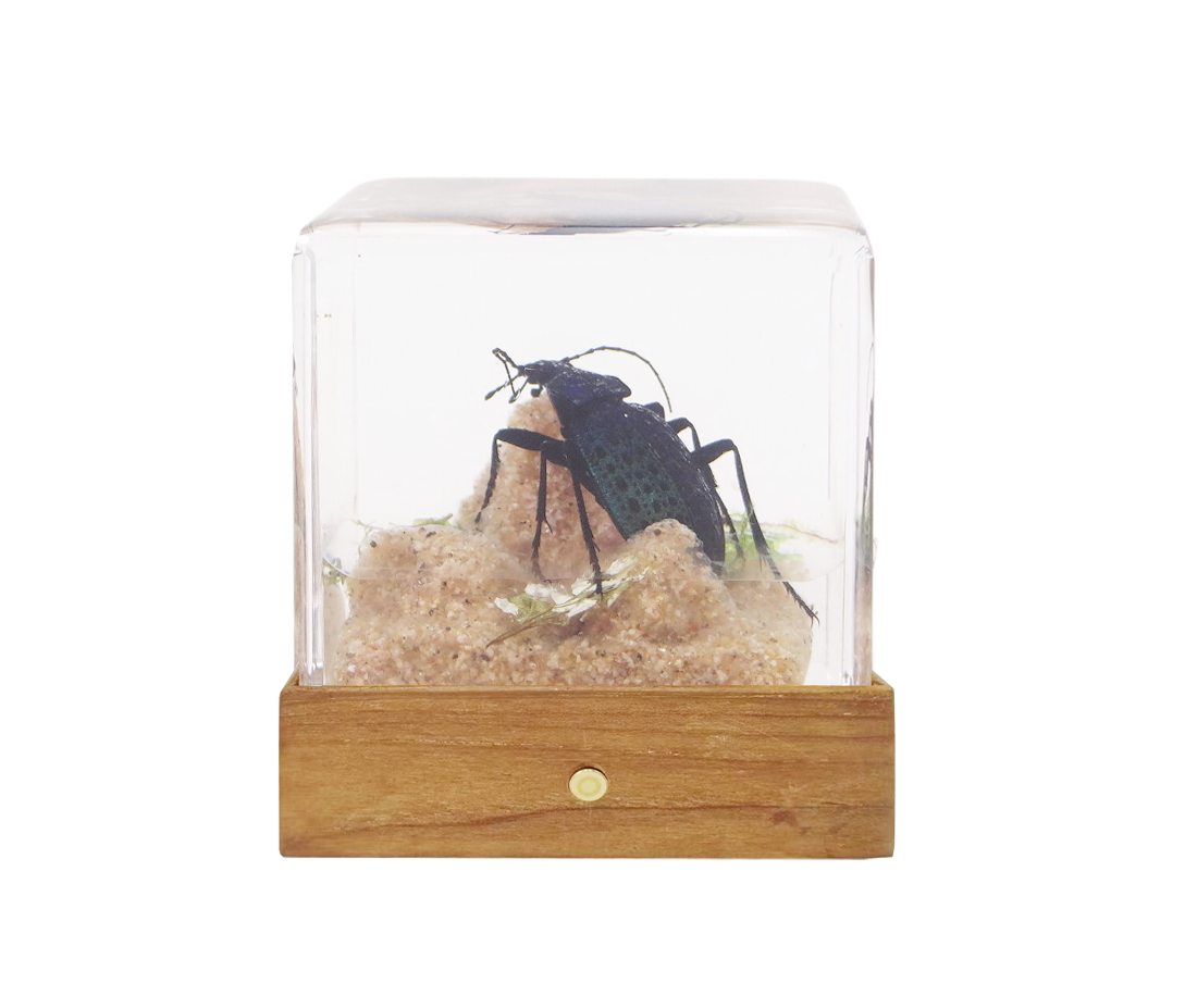 Acrylic Insects in Nature 50x50x50 mm³