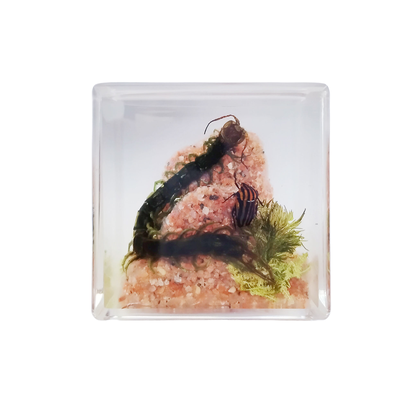 Acrylic Insects in Nature 50x50x50 mm³