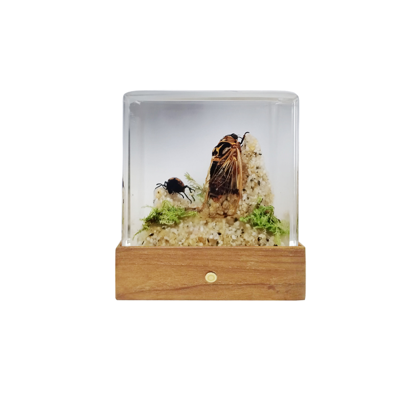 Acrylic Insects in Nature 50x50x50 mm³