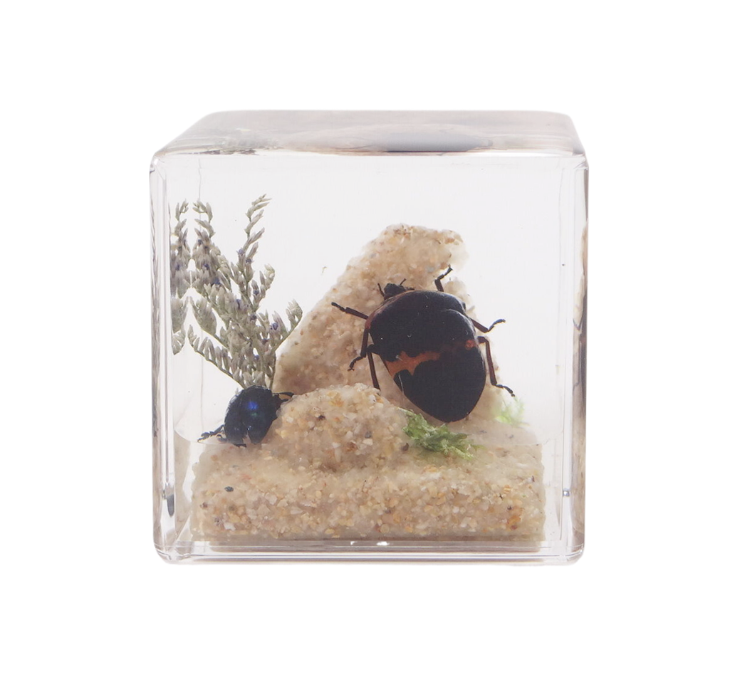 Acrylic Insects in Nature 50x50x50 mm³