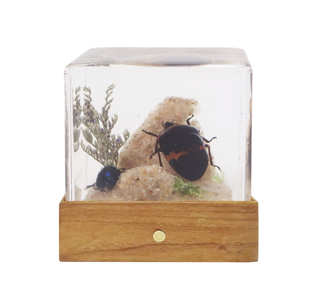 Acrylic Insects in Nature 50x50x50 mm³