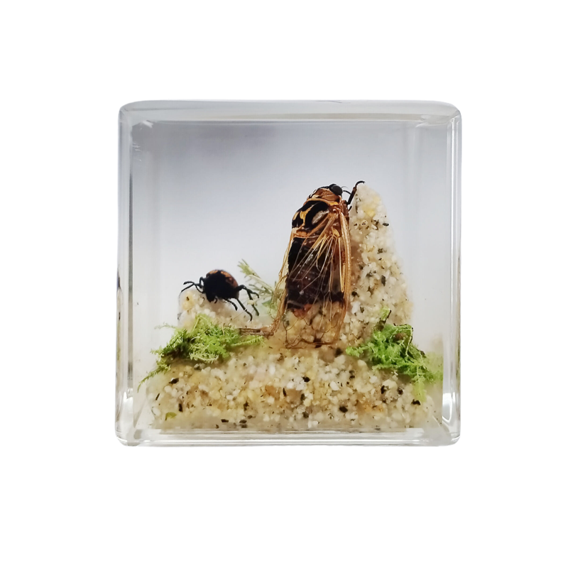 Acrylic Insects in Nature 50x50x50 mm³