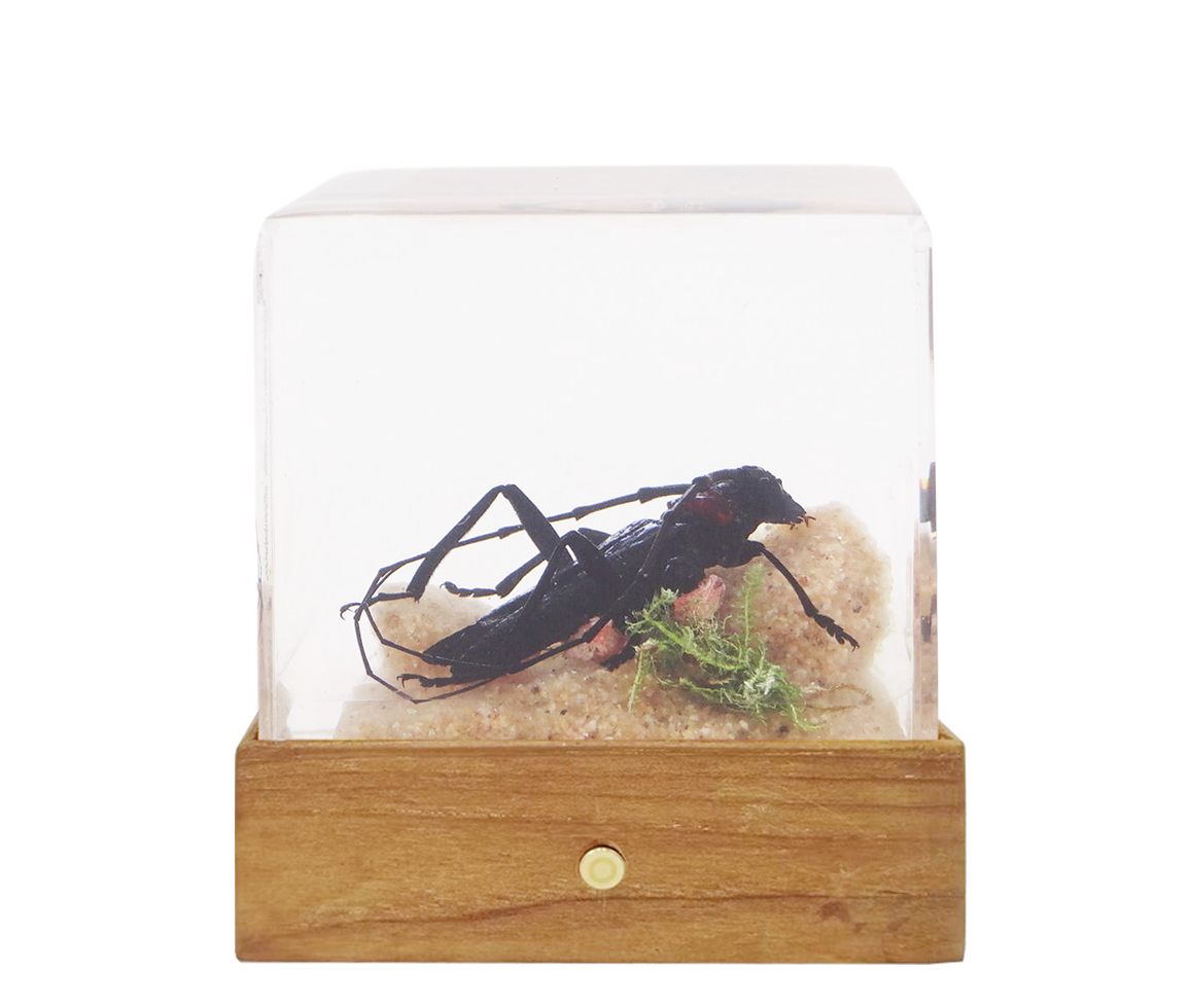 Acrylic Insects in Nature 50x50x50 mm³