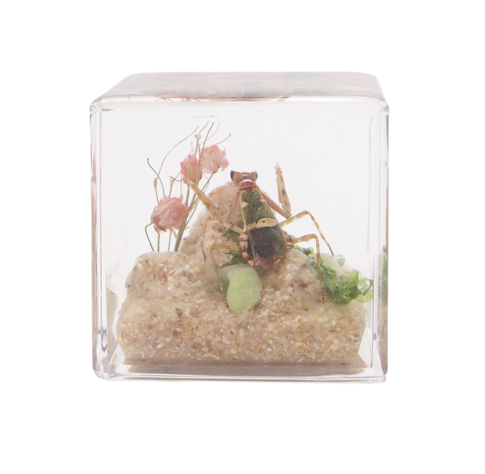 Acrylic Insects in Nature 50x50x50 mm³