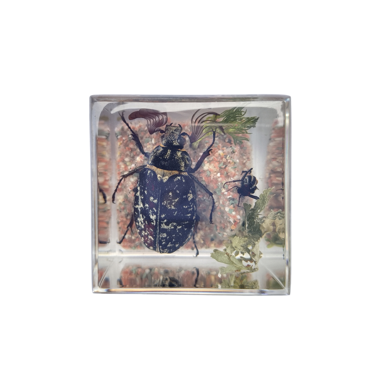 Acrylic Insects in Nature 50x50x50 mm³