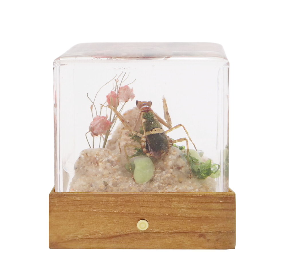 Acrylic Insects in Nature 50x50x50 mm³