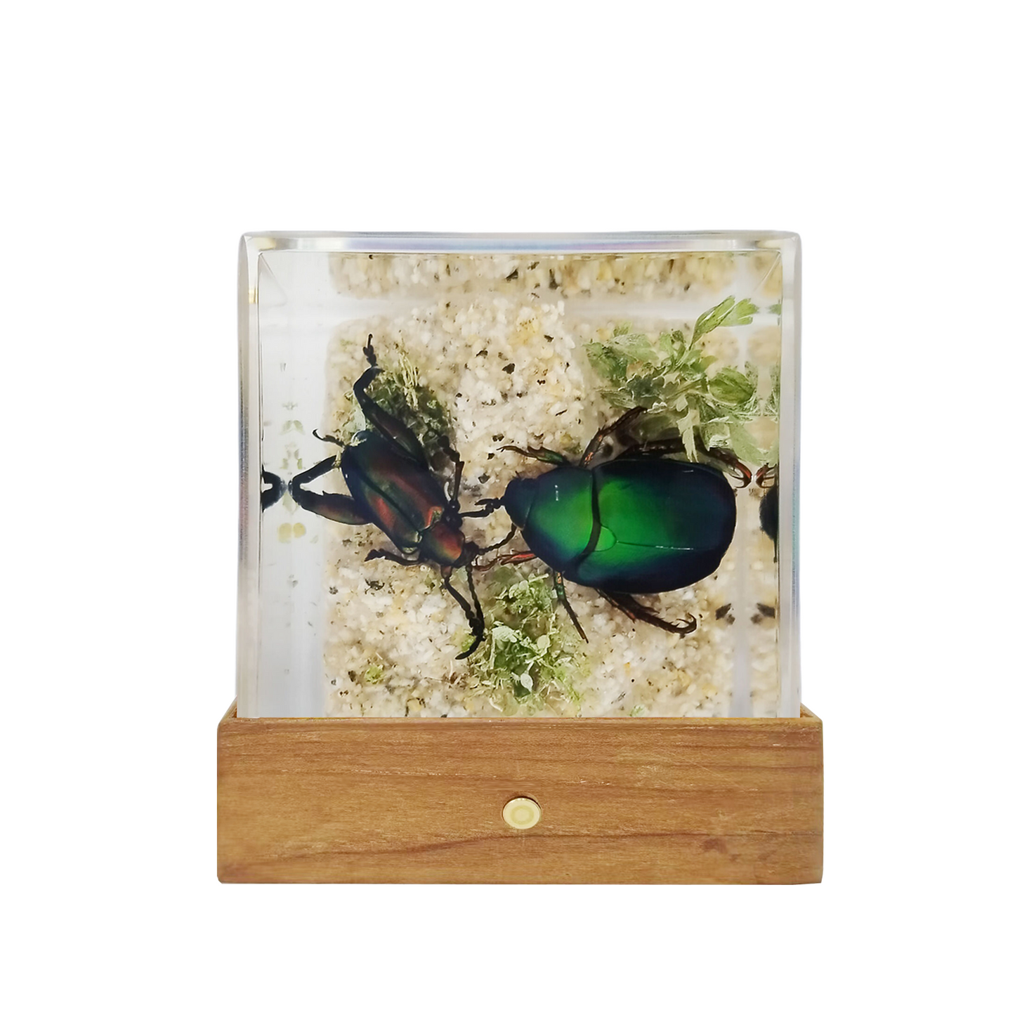 Acrylic Insects in Nature 50x50x50 mm³
