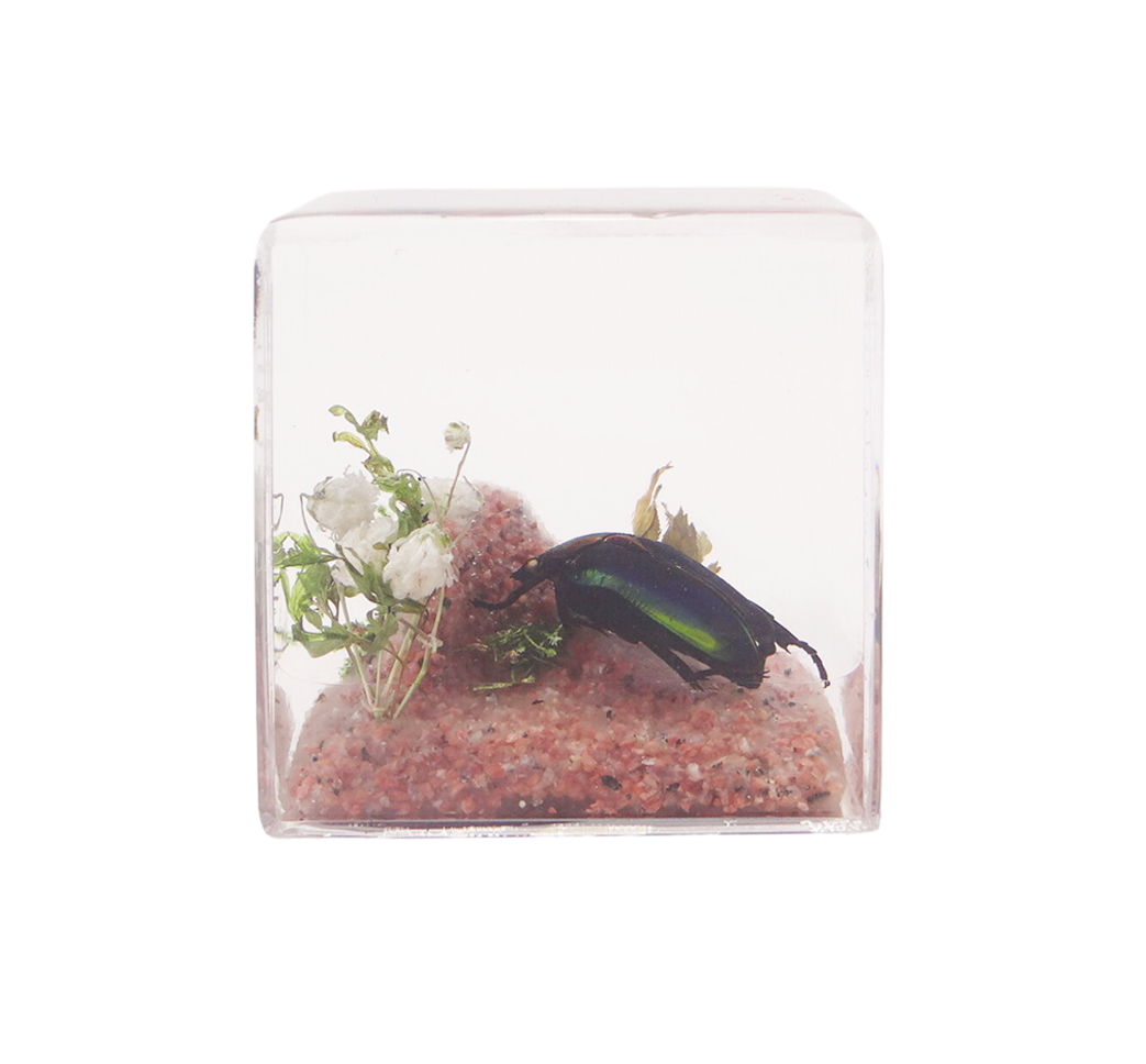 Acrylic Insects in Nature 50x50x50 mm³