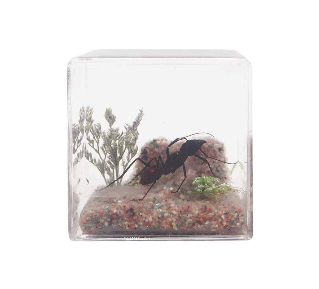 Acrylic Insects in Nature 50x50x50 mm³