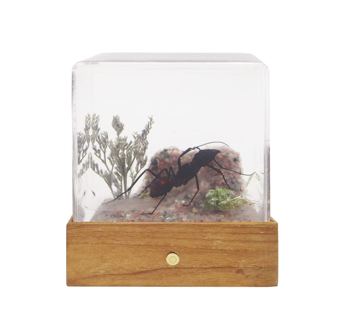 Acrylic Insects in Nature 50x50x50 mm³