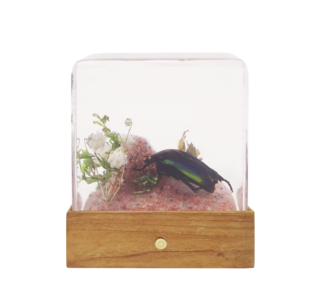 Acrylic Insects in Nature 50x50x50 mm³