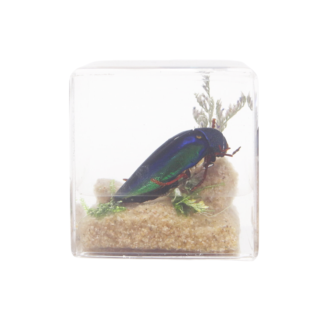Acrylic Insects in Nature 50x50x50 mm³