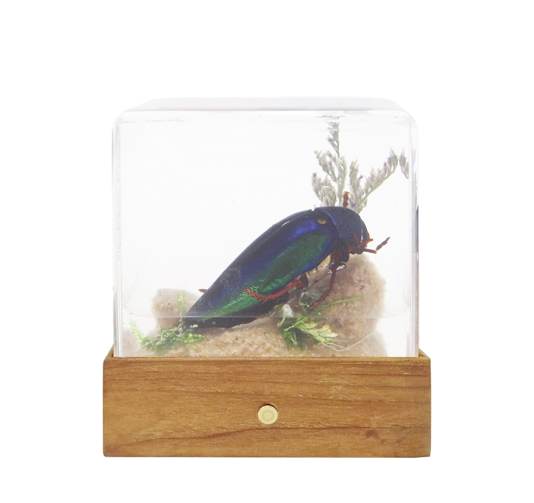Acrylic Insects in Nature 50x50x50 mm³