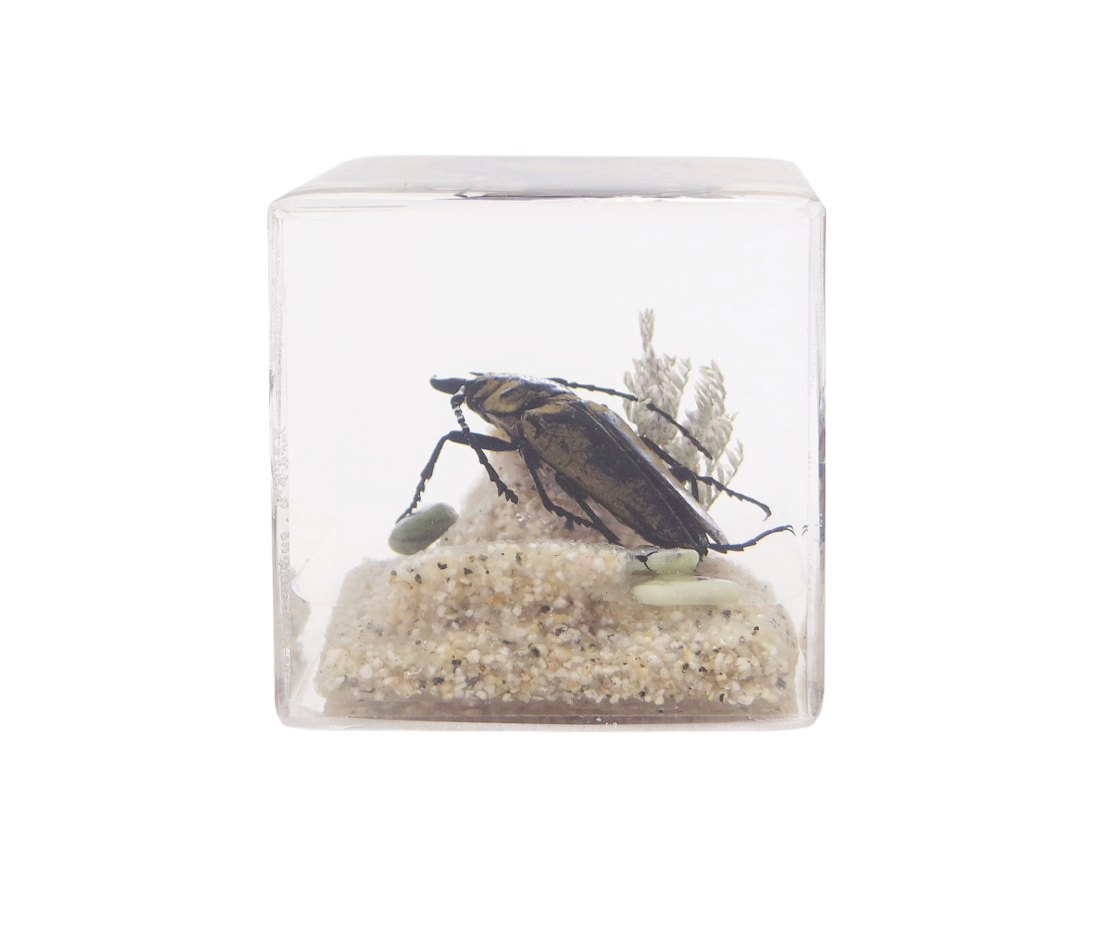 Acrylic Insects in Nature 50x50x50 mm³