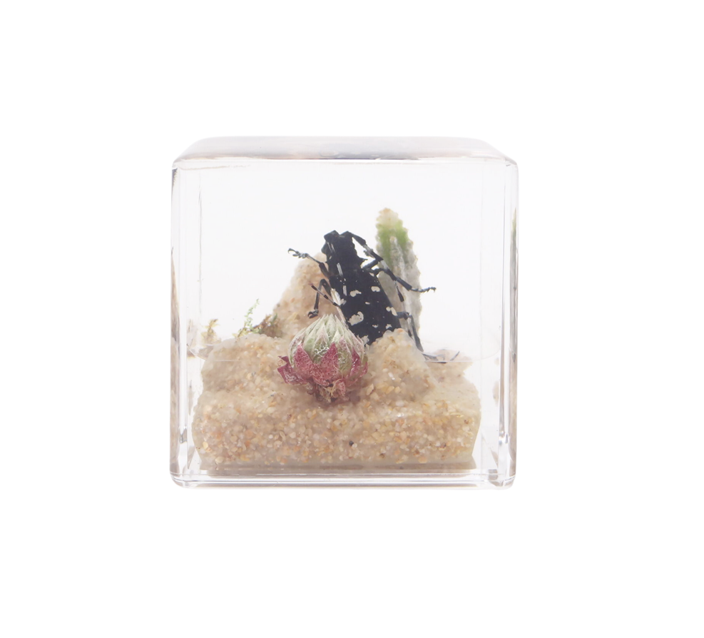 Acrylic Insects in Nature 50x50x50 mm³
