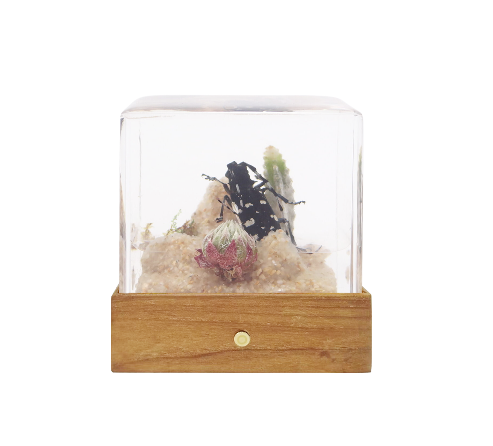 Acrylic Insects in Nature 50x50x50 mm³
