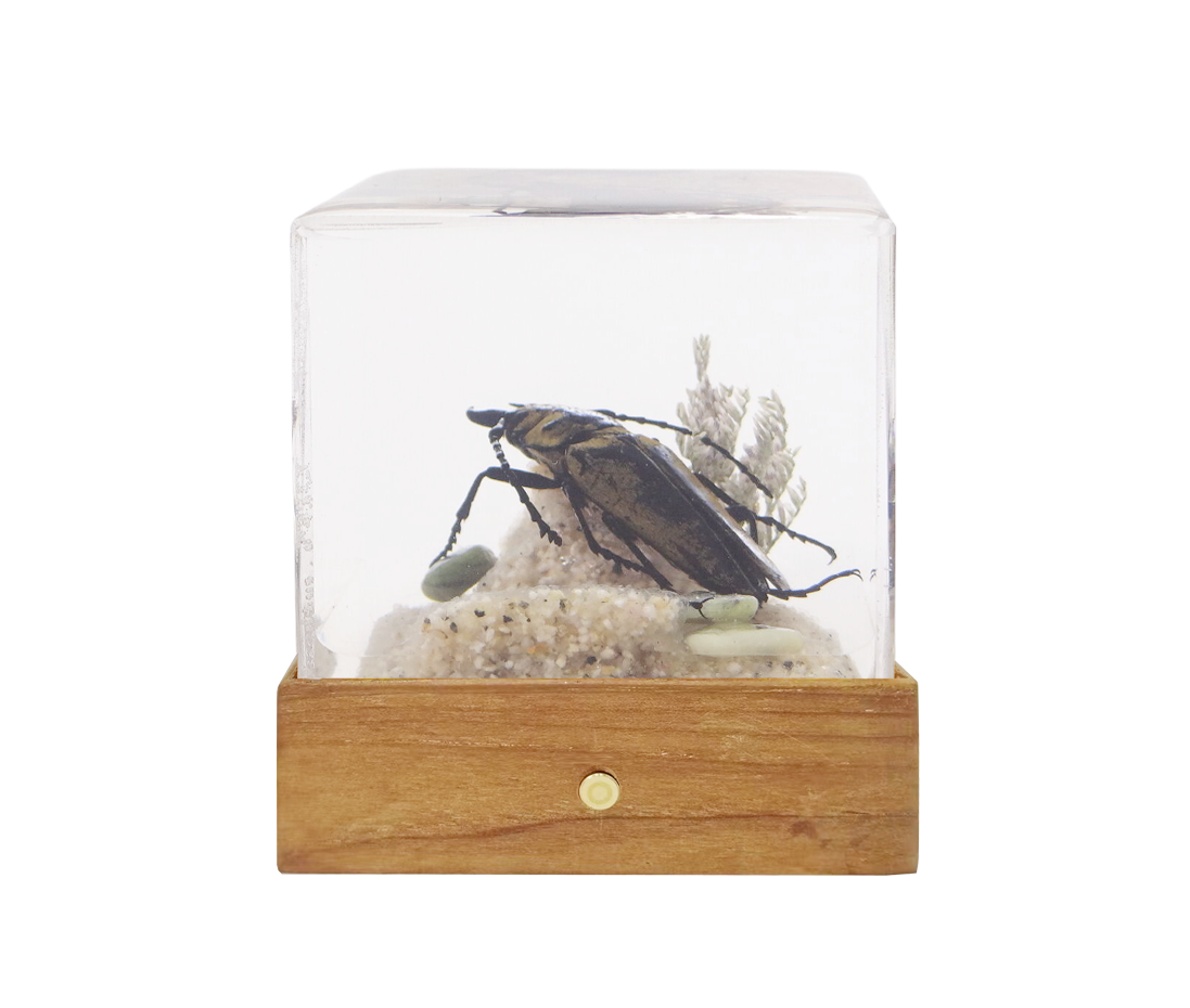 Acrylic Insects in Nature 50x50x50 mm³
