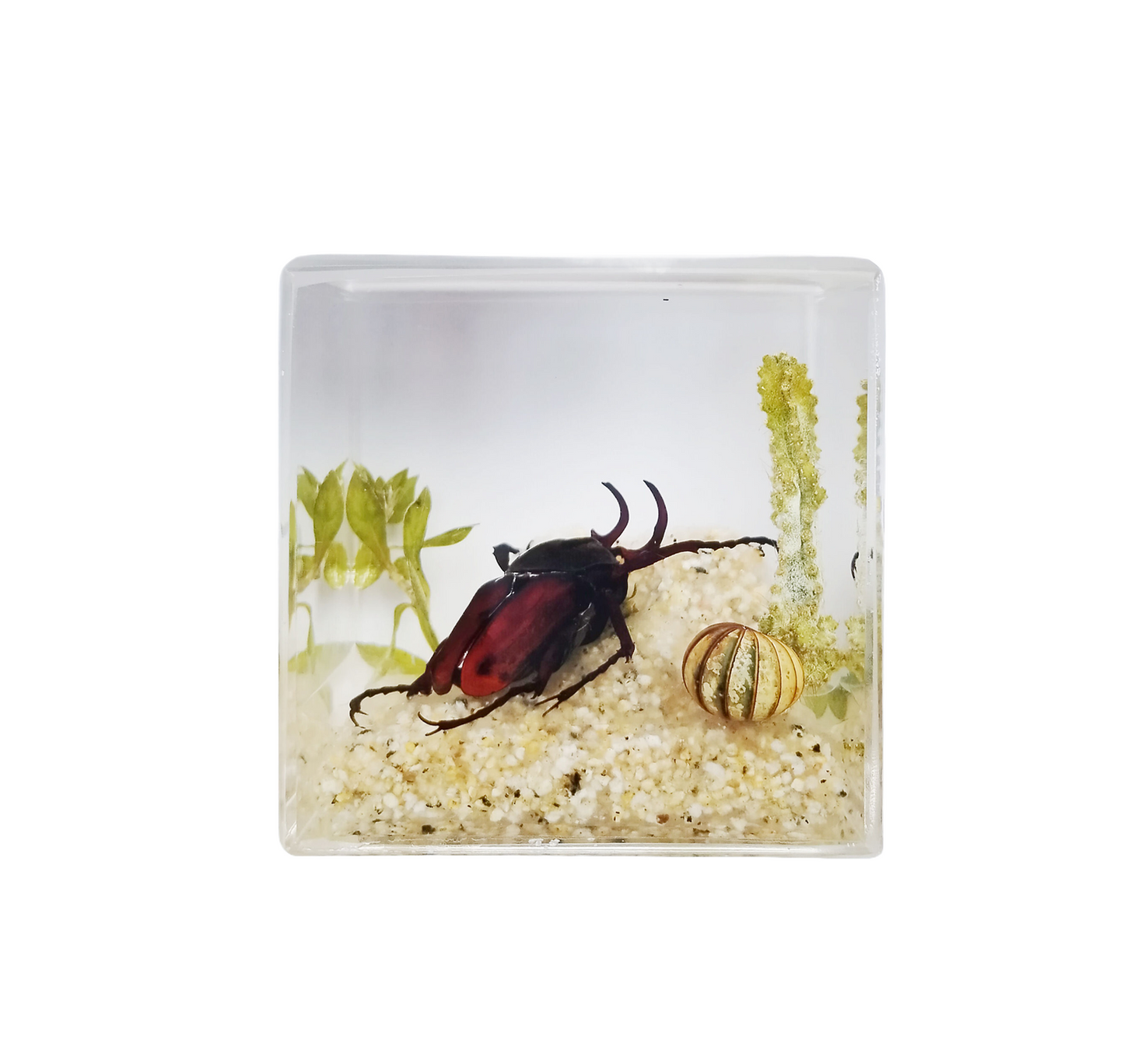Acrylic Insects in Nature 50x50x50 mm³
