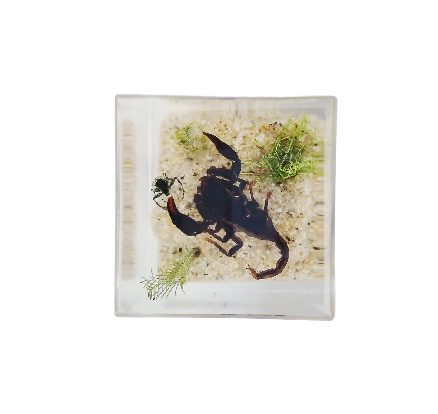 Acrylic Insects in Nature 50x50x50 mm³