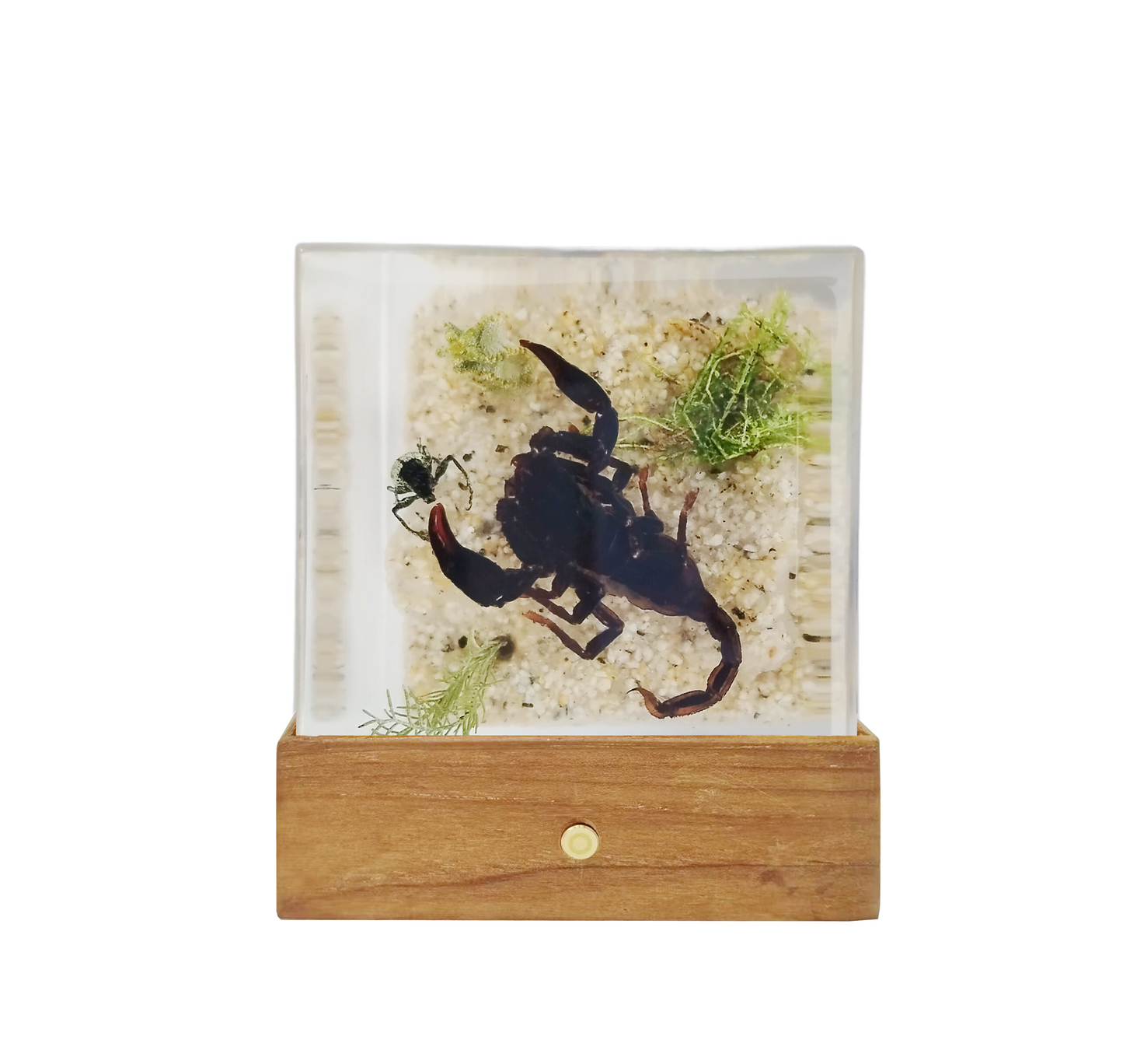 Acrylic Insects in Nature 50x50x50 mm³