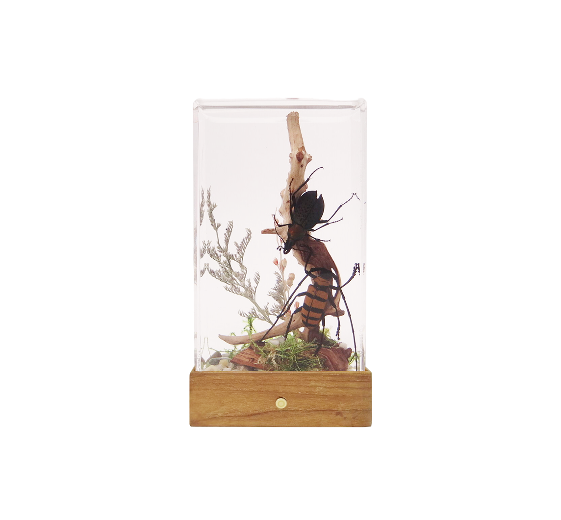Acrylic Insects in Nature 70x50x122 mm³