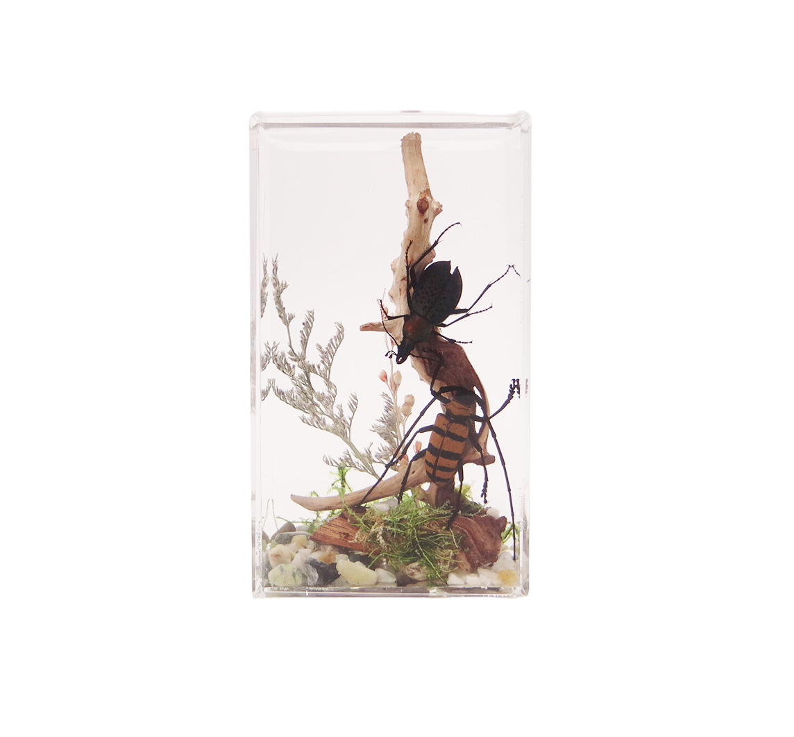 Acrylic Insects in Nature 70x50x122 mm³