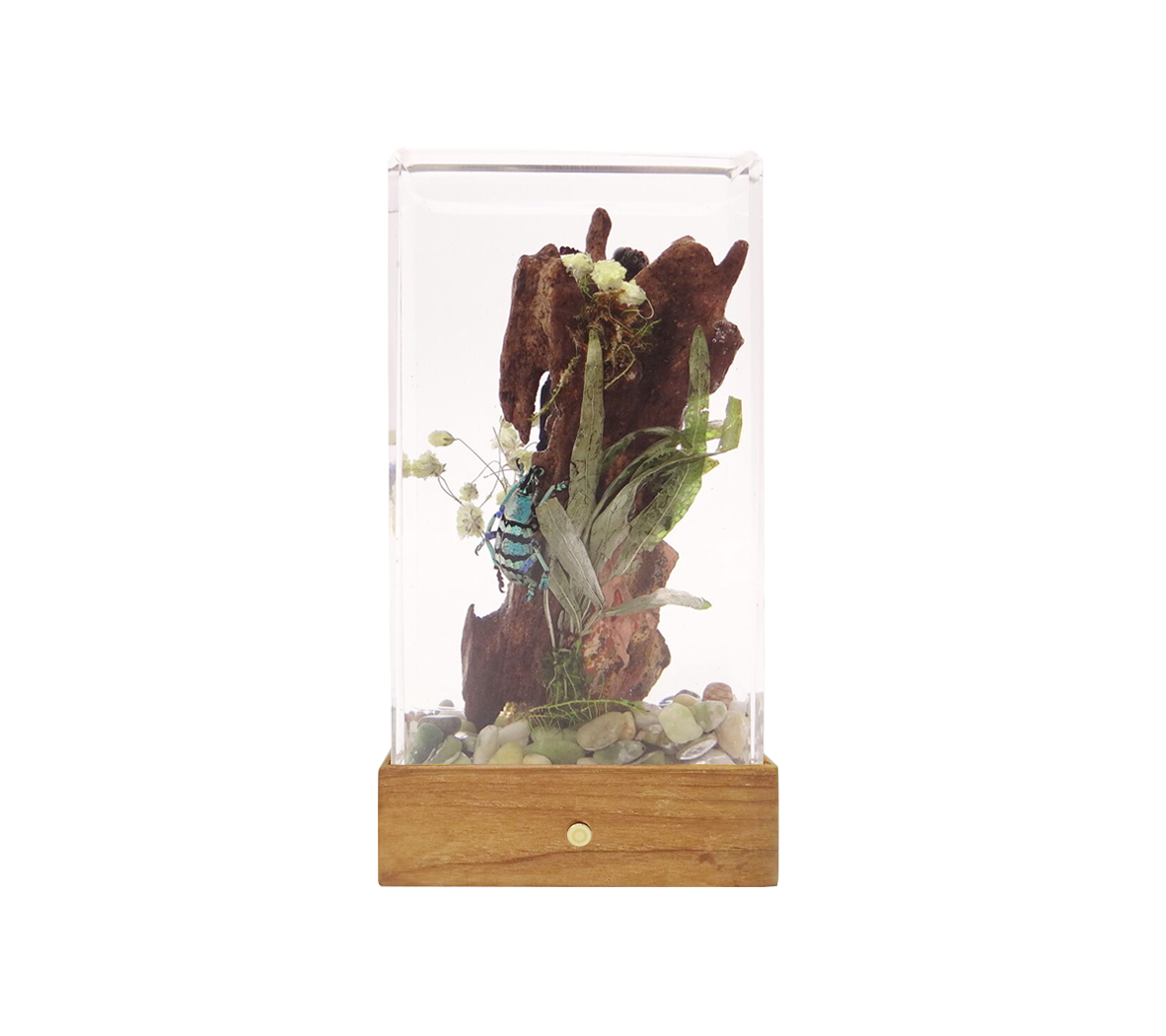 Acrylic Insects in Nature 70x50x122 mm³