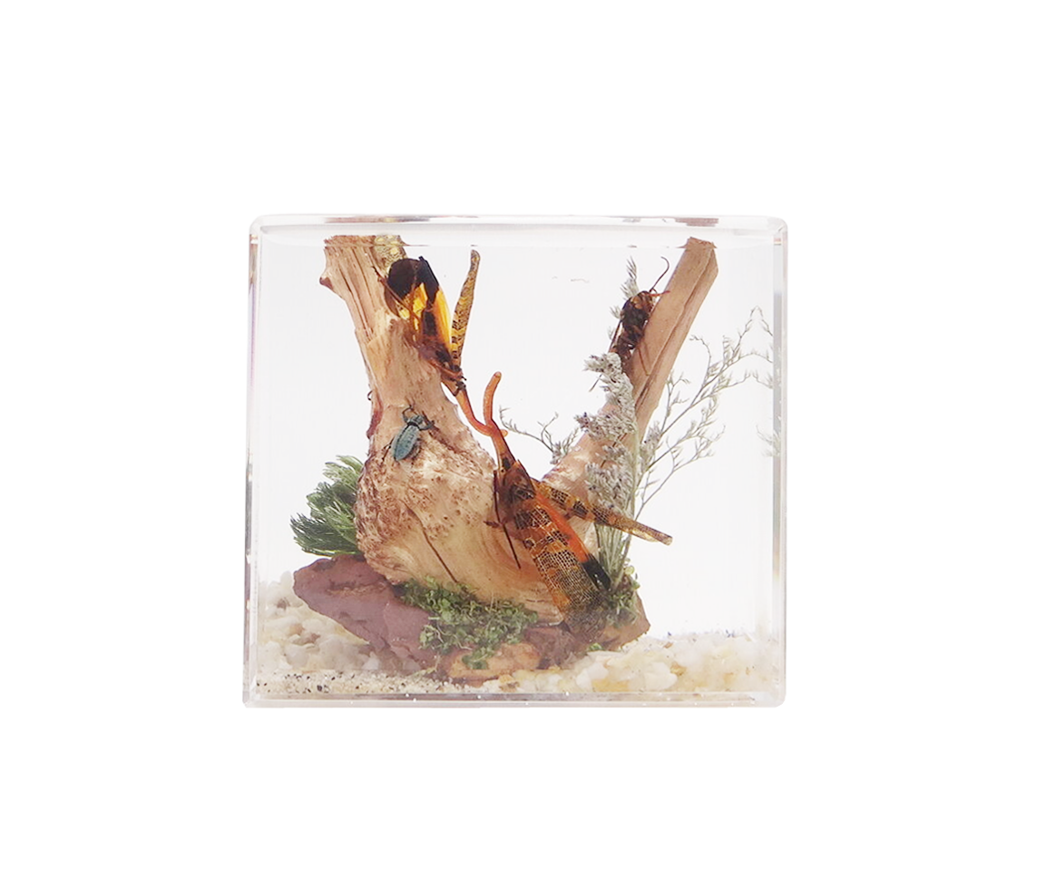 Acrylic Insects in Nature 70X50X122 mm³