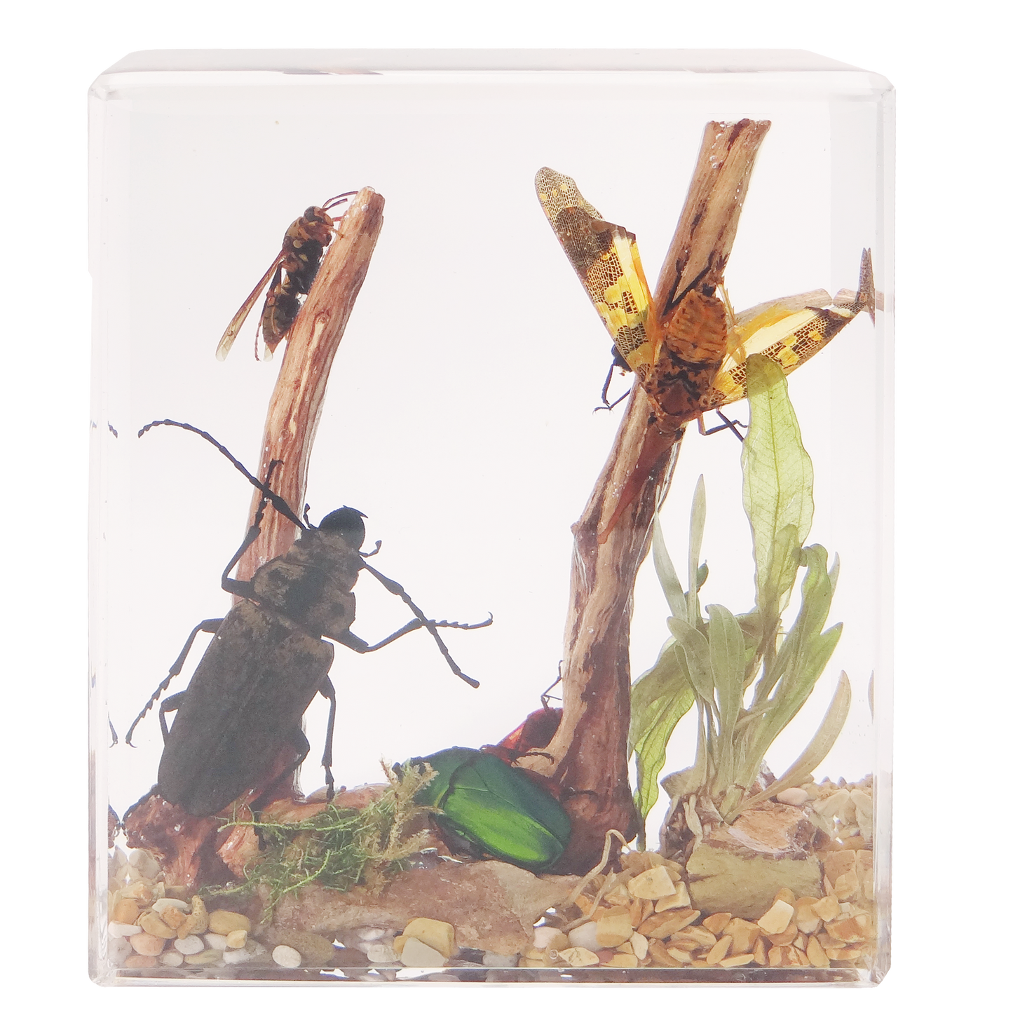 Acrylic Insects in Nature 100x50x122mm³