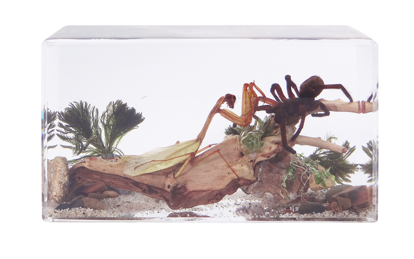 Acrylic Insects in Nature 160x68x92mm³