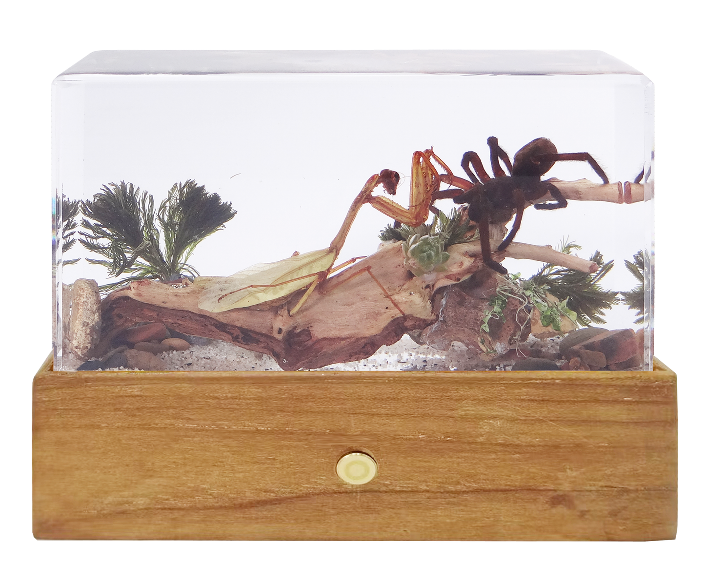 Acrylic Insects in Nature 160x68x92mm³