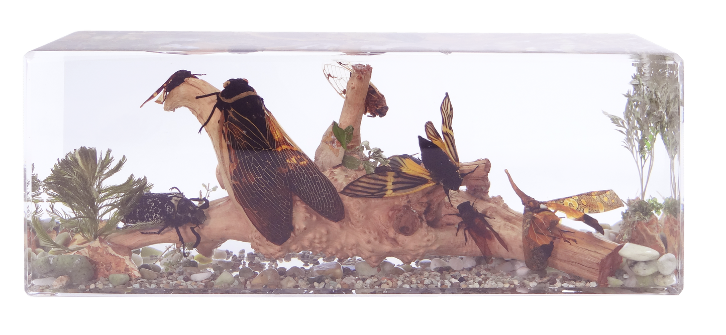 Acrylic Insects in Nature 240x68x92 mm³